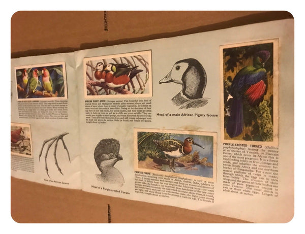 Brooke Bond Tea Cards Tropical Birds - Complete Set in Official Album Book